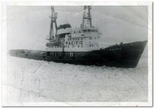 roseline_banquise_pacific.jpg